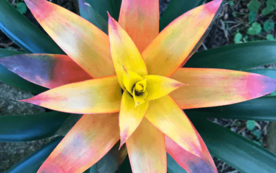 PEARL JAM estrena nueva canción titulada «Get It Back»